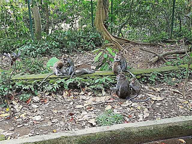 Hutan monyet di Ubud