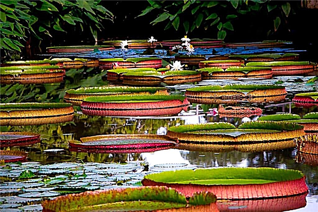 Ботаническа градина в Сингапур