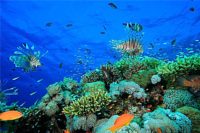 Diving in Egypt: 9 Best Dive Sites