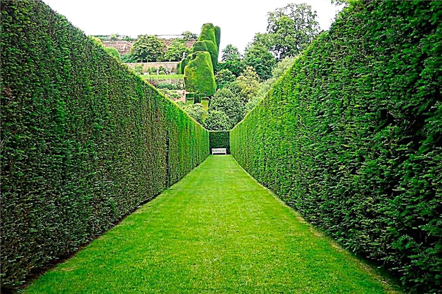 Marquessac gardens in France