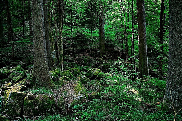 Forêt-Noire en Allemagne - les fictions sont réelles