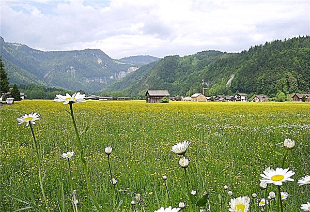 Гора Брегенц в Австрия