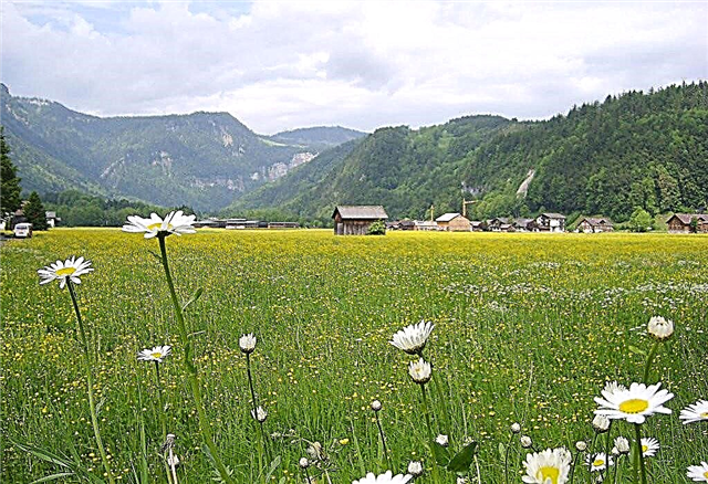 Bosque de Bregenz en Austria