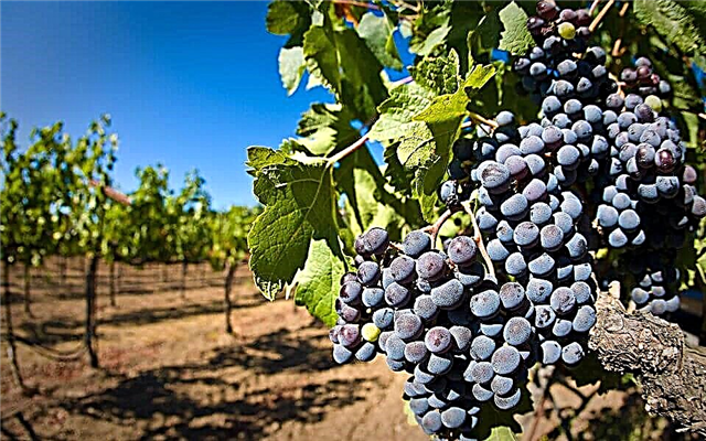 15 أفضل مصانع النبيذ في شبه جزيرة القرم