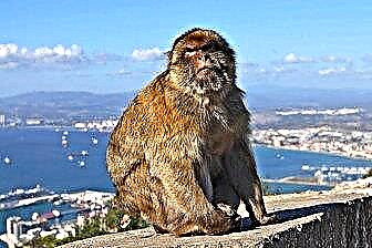 Top 20 atrakcí v Gibraltaru