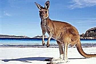 35 κορυφαία αξιοθέατα στην Αυστραλία